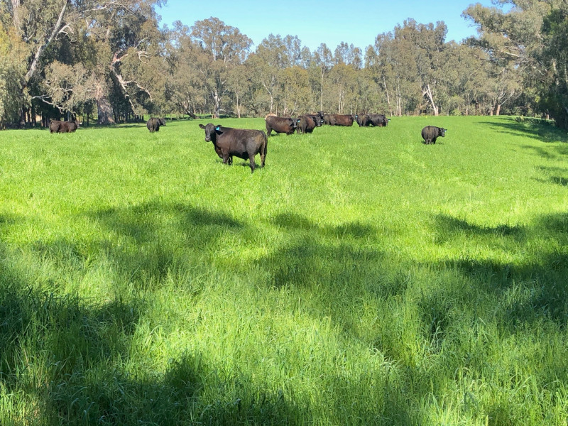 Wagyu cattle grazing on lush green pasture