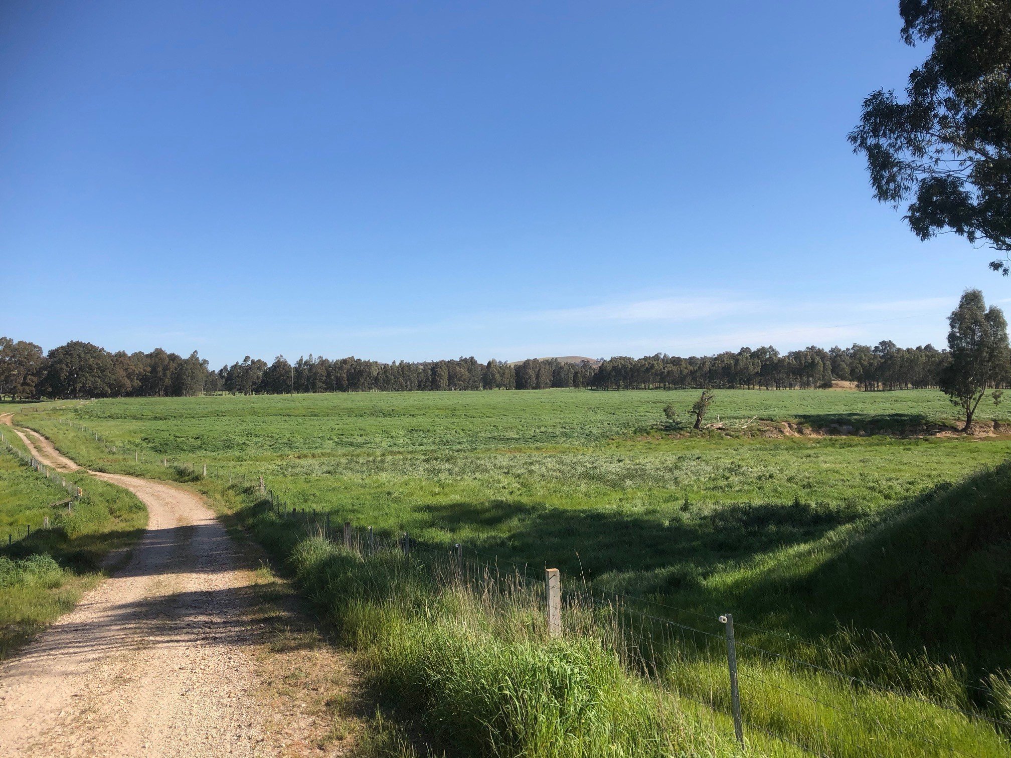Track through green paddocks at Pulfords