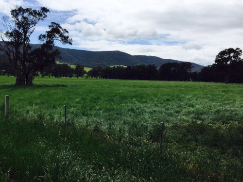 Switzerland paddocks with mountain ranges behind